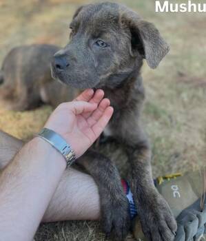 Mushu -  Cane Corso Dog for Adoption in Little Rock, Arkansas - Mushu | PetCurious