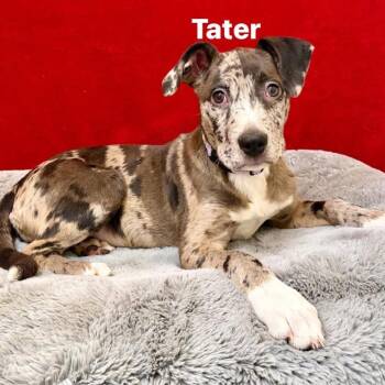 Mixed Breed Dogs Available for Adoption in Pekin, Illinois - Cami | PetCurious