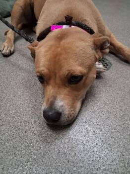ELIZABETH -  Pit Bull Terrier Dog Available for Adoption in Las Vegas, Nevada - ELIZABETH | PetCurious