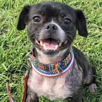 Boston Terrier Dogs Available for Adoption in Dallas, Texas - Bridgett | PetCurious