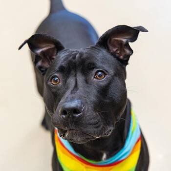 Pit Bull Terrier Dogs Available for Adoption in Des Moines, Iowa - Dug | PetCurious