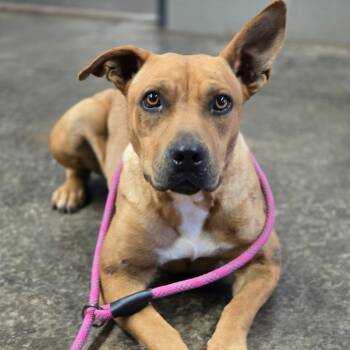 Rescue American Staffordshire Terrier and Thai Ridgeback Dogs for Adoption in Enid, Oklahoma - Pepper | PetCurious