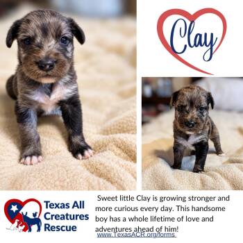 Clay -  Terrier Dog for Adoption in Alvarado, Texas - Clay | PetCurious