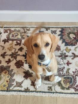 Vinnie -  Beagle Dog for Adoption in Elk Grove, California - Vinnie | PetCurious