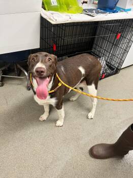 Medusa -  Labrador Retriever Dog for Adoption in Hopkinsville, Kentucky - Medusa | PetCurious