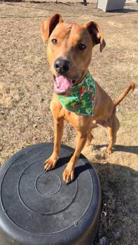 Rescue Hound Dogs for Adoption in Winthrop, Massachusetts - Opie | PetCurious