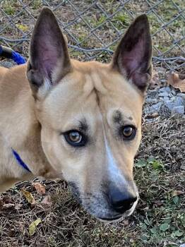 Rescue German Shepherd Dog and Terrier Dogs for Adoption in Charlottesville, Virginia - Ryder Urgent Looking For Shorterm Foster! Shelter Will Euthanize | PetCurious