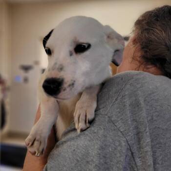 Mixed Breed Dogs Available for Adoption - Blossom | PetCurious