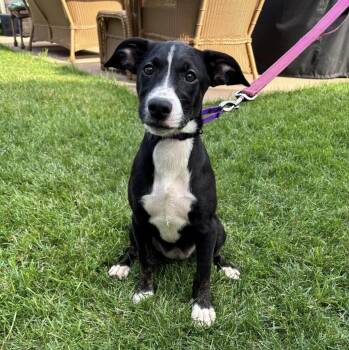 Rescue Italian Greyhound Dogs for Adoption in Orland Park, Illinois - Suri | PetCurious