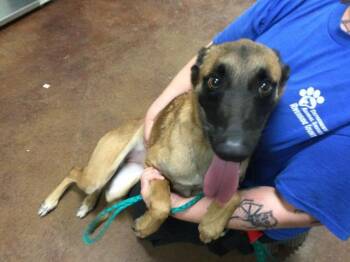 Rescue Belgian Shepherd Malinois Dogs for Adoption in Thousand Palms, California - SPAZZY | PetCurious