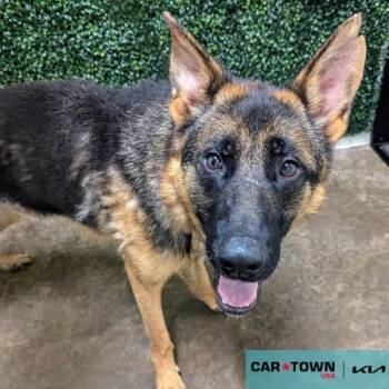 German Shepherd Dog Dogs Available for Adoption - Koda | PetCurious
