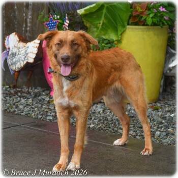 Boomani -  Shepherd Dog for Adoption in Wake Forest, North Carolina - Boomani | PetCurious