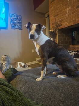 Elizabeth -  Plott Hound Dog Available for Adoption in Sheridan, Wyoming - Elizabeth | PetCurious
