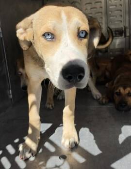 A431749 -  Siberian Husky and Mixed Breed Dog for Adoption in Conroe, Texas - A431749 | PetCurious