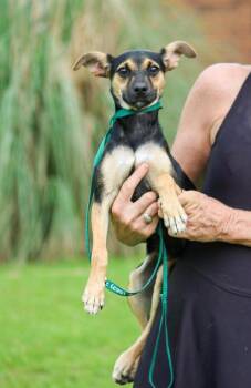 Lyla -  Mixed Breed Dog for Adoption in Groveland, Massachusetts - Lyla | PetCurious