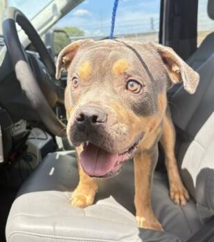HOKKAIDO -  Pit Bull Terrier Dog for Adoption in Killeen, Texas - HOKKAIDO | PetCurious