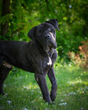 Cane Corso Dogs Available for Adoption in Bridgeport, Connecticut - Beethoven | PetCurious