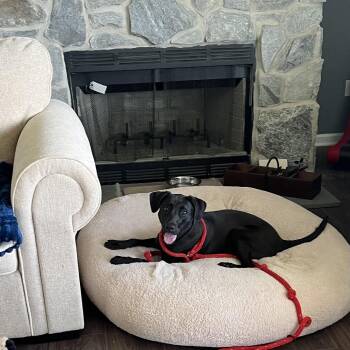 Lindor -  Black Labrador Retriever Dog for Adoption - Lindor | PetCurious