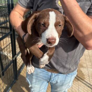 Cattle Dog and Pit Bull Terrier Dogs Available for Adoption in Spokane, Washington - Bumper | PetCurious