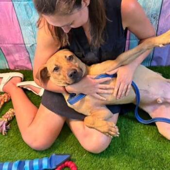 Dwight -  Black Mouth Cur Dog for Adoption in Williston, Vermont - Dwight | PetCurious