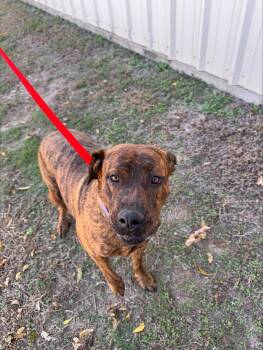 ABBEY -  Pit Bull Terrier Dog for Adoption in Jenks, Oklahoma - ABBEY | PetCurious