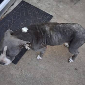 Shyanne -  Pit Bull Terrier and Mixed Breed Dog for Adoption in Spring Hill, Kansas - Shyanne | PetCurious