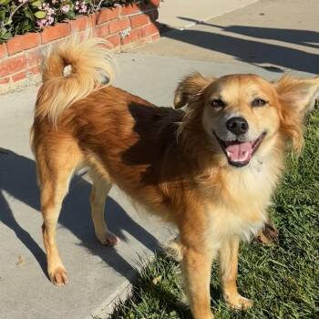 Ruby -  Spaniel and Terrier Dog for Adoption in Newport Beach, California - Ruby | PetCurious