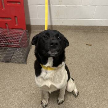 Rescue Akita Dogs for Adoption in League City, Texas - Hermione | PetCurious