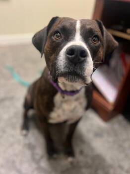 Petunia -  Pit Bull Terrier and Mixed Breed Dog for Adoption in Neosho, Missouri - Petunia | PetCurious