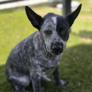 Colonel Mortimer KF -  Australian Cattle Dog Blue Heeler and Mixed Breed Dog for Adoption in Austin, Texas - Colonel Mortimer KF | PetCurious