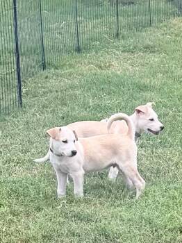 Lorenzo -  Labrador Retriever Dog for Adoption in San Antonio, Texas - Lorenzo | PetCurious