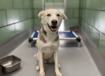 Rescue Mixed Breed Dogs for Adoption in Durham, North Carolina - Uma | PetCurious