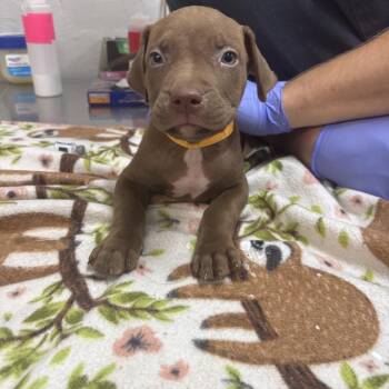 Suki -  Terrier Dog for Adoption in Clanton, Alabama - Suki | PetCurious
