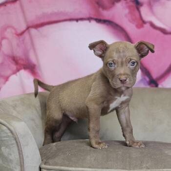 Rooster -  Pit Bull Terrier Dog for Adoption in East St. Louis, Illinois - Rooster | PetCurious