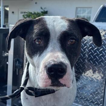Athena -  Catahoula Leopard Dog Dog for Adoption in Bronson, Florida - Athena | PetCurious