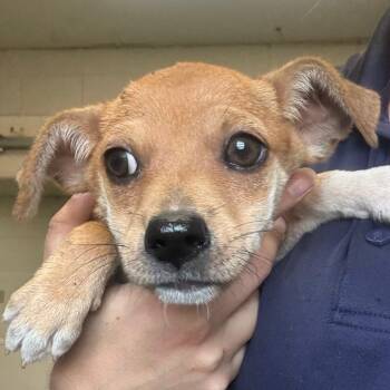 Rachel -  Mixed Breed Dog for Adoption in Jacksonville, Arkansas - Rachel | PetCurious