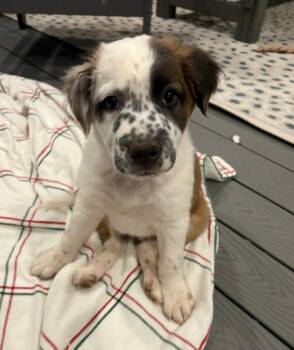 Rescue Border Collie Dogs for Adoption in Monroe, North Carolina - Rigby | PetCurious