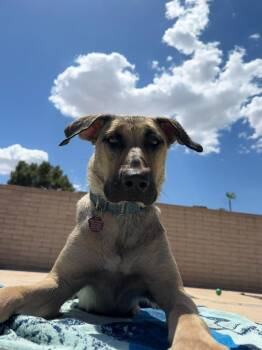 Canela -  Presa Canario and German Shepherd Dog Dog for Adoption in Phoenix, Arizona - Canela | PetCurious