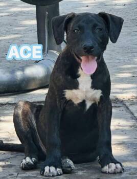 Rescue Labrador Retriever Dogs for Adoption in Williston, Vermont - Ace | PetCurious