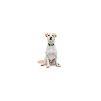 Hudson -  Mixed Breed Dog Available for Adoption in Los Angeles, California - Hudson | PetCurious