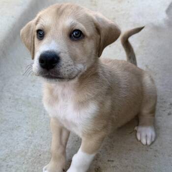 Great Pyrenees and Doberman Pinscher Dogs Available for Adoption - Guava | PetCurious