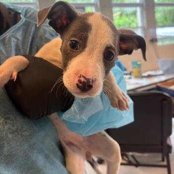 Mixed Breed Dogs Available for Adoption in Huntington, West Virginia - Tiffany | PetCurious