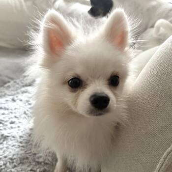 Rescue Pomeranian Dogs for Adoption - Arturo | PetCurious
