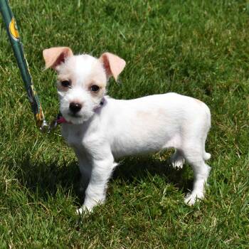 Darla -  Terrier Dog for Adoption in Searcy, Arkansas - Darla | PetCurious