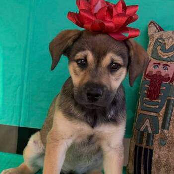 Rescue Mixed Breed Dogs for Adoption in Crosby, Texas - Sable | PetCurious