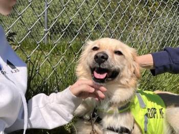 Mixed Breed Dogs Available for Adoption in Morristown, New Jersey - Espresso | PetCurious