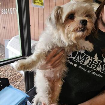 Shih Tzu Dogs Available for Adoption - Tammy Hot Dogs | PetCurious