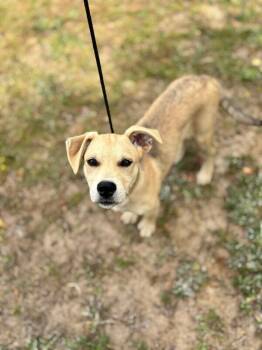 Labrador Retriever and Mixed Breed Dogs Available for Adoption in Aiken, South Carolina - Rascal | PetCurious