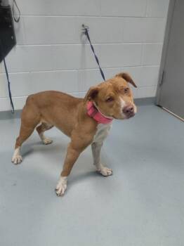 Mixed Breed Dogs Available for Adoption - SAMMIE | PetCurious