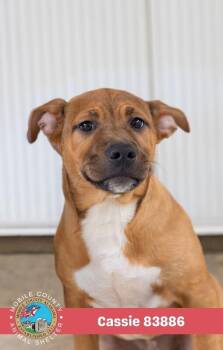 Cassie -  Labrador Retriever Dog for Adoption in Mobile, Alabama - Cassie | PetCurious